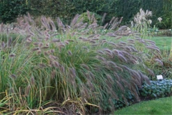 Garten-Federborstengras „Compressum“