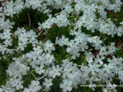 Garten-Teppich-Flammenblume „White Delight“