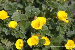 Großblütiges Fingerkraut