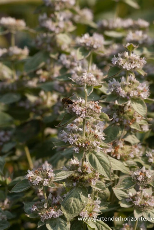 Behaarte Scheinbergminze 1 Behaarte Scheinbergminze