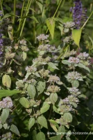 Behaarte Scheinbergminze 5 Behaarte Scheinbergminze – Bild 5