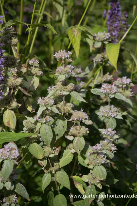 Behaarte Scheinbergminze 2 Behaarte Scheinbergminze – Bild 2