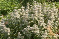 Behaarte Scheinbergminze 6 Behaarte Scheinbergminze – Bild 6