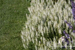 Garten-Blüten-Salbei „Adrian“ -Vier Jahreszeiten P2004028 1 800x800