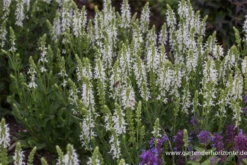 Garten-Blüten-Salbei „Adrian“ -Vier Jahreszeiten P2004028 2 800x800