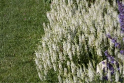 Garten-Blüten-Salbei „Adrian“