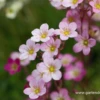 Garten-Moos-Steinbrech „Blütenteppich“