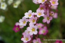 Garten-Moos-Steinbrech „Blütenteppich“