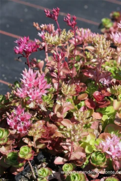 Garten-Teppich-Fettblatt