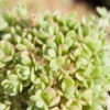 Sedum Sedoides