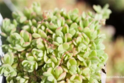 Sedum Sedoides