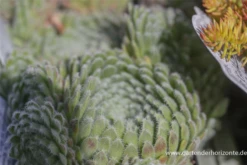 Bewimperte Kugel-Steinrose „Borisii“