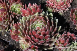 Garten-Hauswurz „Hey Hey“