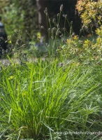 Grünes Kopfgras 7 Grünes Kopfgras – Bild 7