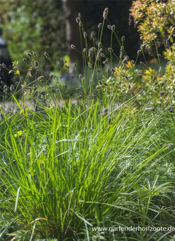 Grünes Kopfgras 1 Grünes Kopfgras