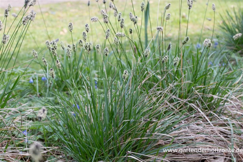 Grünes Kopfgras 2 Grünes Kopfgras – Bild 2