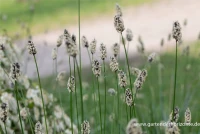 Grünes Kopfgras 9 Grünes Kopfgras – Bild 9