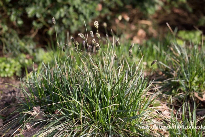 Grünes Kopfgras 4 Grünes Kopfgras – Bild 4