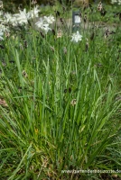 Grünes Kopfgras 11 Grünes Kopfgras – Bild 11