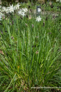 Grünes Kopfgras 17 Grünes Kopfgras -Vier Jahreszeiten P2004369 6 800x800