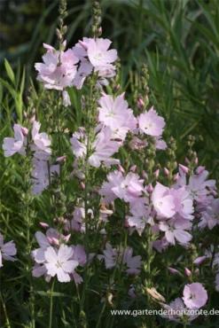 Garten-Schmuckmalve „Elsie Heugh“