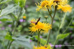 Großblumiger Scheinalant