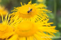 Großblumiger Scheinalant -Vier Jahreszeiten P2004485 3 800x800