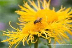 Großblumiger Scheinalant -Vier Jahreszeiten P2004485 5 800x800