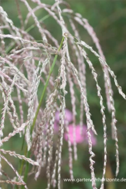 Garten-Chinaschilf „Champagner“