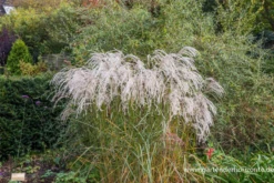 Garten-Chinaschilf „Champagner“ -Vier Jahreszeiten P3001513 3 800x800