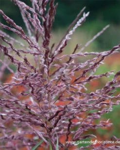 Garten-Chinaschilf „Dread Locks“ -Vier Jahreszeiten P3001515 3 800x800