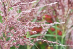 Garten-Chinaschilf „Dread Locks“ -Vier Jahreszeiten P3001515 4 800x800