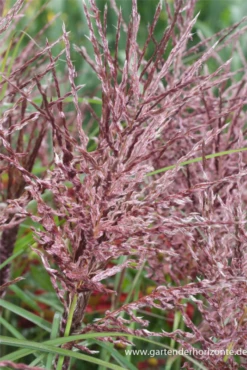 Garten-Chinaschilf „Dread Locks“ -Vier Jahreszeiten P3001515 5 800x800