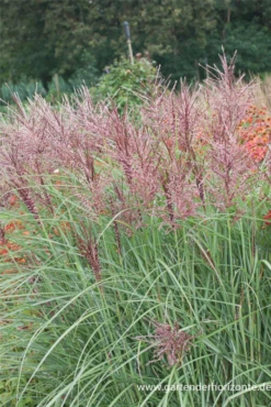 Garten-Chinaschilf „Dread Locks“ -Vier Jahreszeiten P3001515 6 800x800