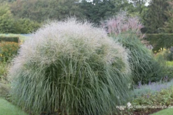 Garten-Chinaschilf „Federweißer“ -Vier Jahreszeiten P3001516 3 800x800