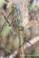 Garten-Chinaschilf „Red Wine“ 5 Garten-Chinaschilf „Red Wine“ – Bild 5