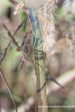 Garten-Chinaschilf „Red Wine“