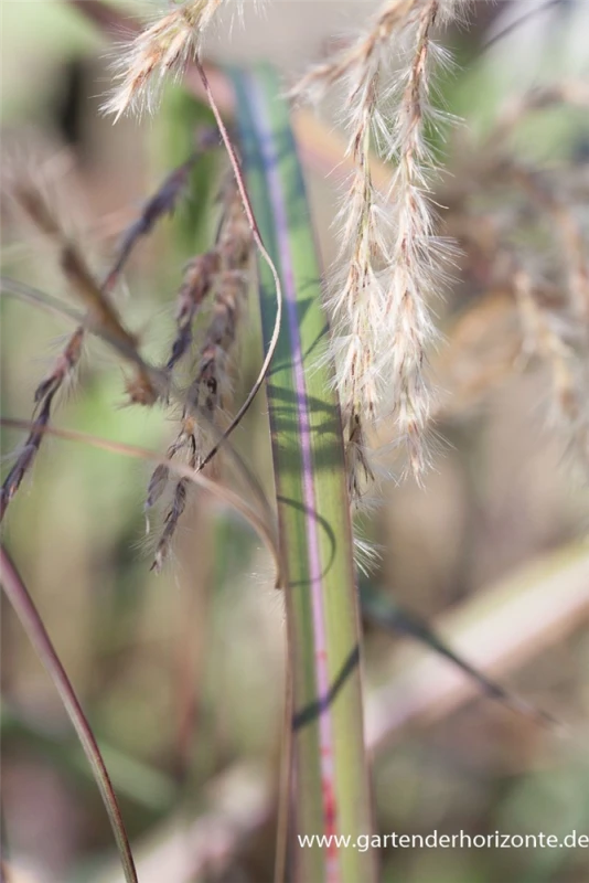 Garten-Chinaschilf „Red Wine“ 1 Garten-Chinaschilf „Red Wine“