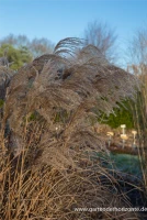 Garten-Chinaschilf „Red Wine“ 6 Garten-Chinaschilf „Red Wine“ – Bild 6