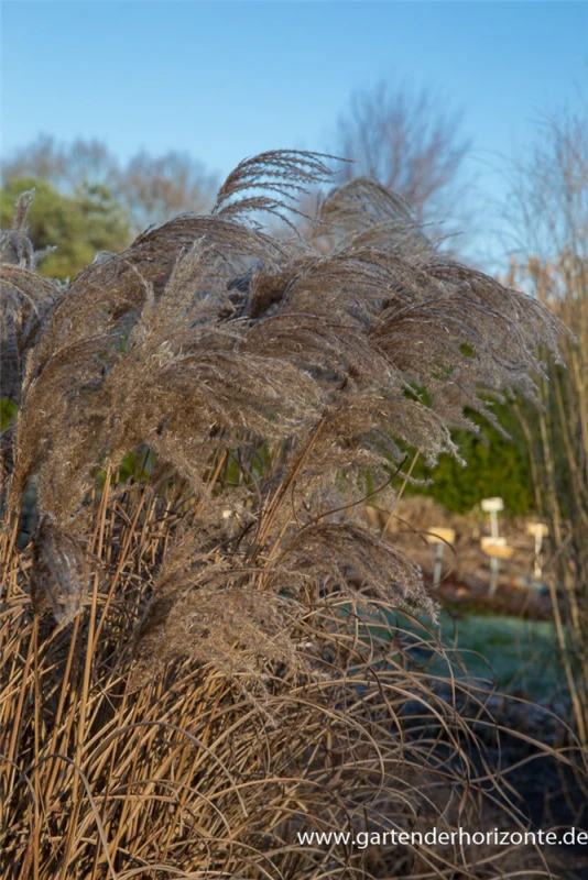 Garten-Chinaschilf „Red Wine“ 2 Garten-Chinaschilf „Red Wine“ – Bild 2