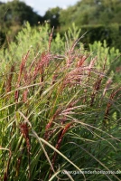 Garten-Chinaschilf „Red Wine“ 7 Garten-Chinaschilf „Red Wine“ – Bild 7