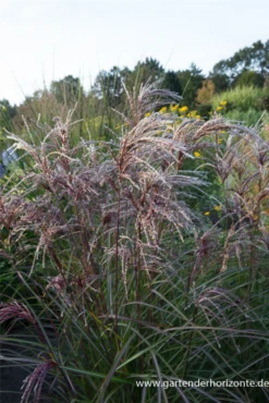 Garten-Chinaschilf „Red Wine“ 11 Garten-Chinaschilf „Red Wine“ -Vier Jahreszeiten P3001521 4 800x800