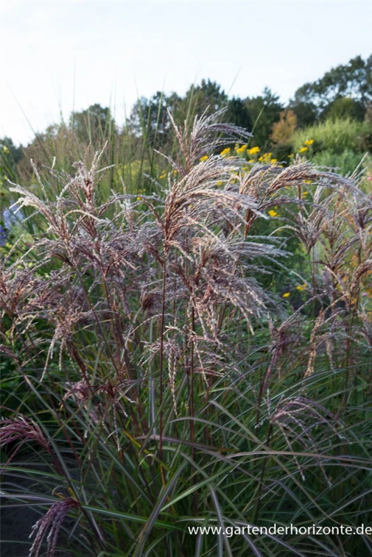 Garten-Chinaschilf „Red Wine“ 4 Garten-Chinaschilf „Red Wine“ – Bild 4