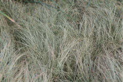 Neuseeland-Segge „Frosted Curls“