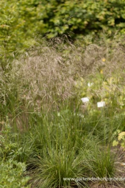 Garten-Schmiele „Schottland“