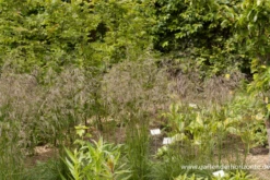 Garten-Schmiele „Schottland“ -Vier Jahreszeiten P3001654 3 800x800