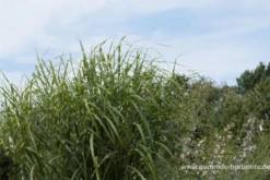 Garten-Chinaschilf „Giraffe“