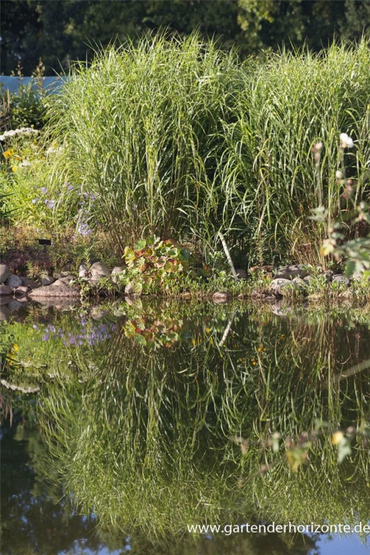 Garten-Chinaschilf „Giraffe“ 2 Garten-Chinaschilf „Giraffe“ – Bild 2