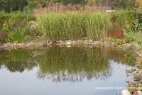 Garten-Chinaschilf „Giraffe“ 8 Garten-Chinaschilf „Giraffe“ – Bild 8