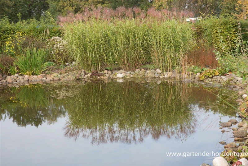 Garten-Chinaschilf „Giraffe“ 3 Garten-Chinaschilf „Giraffe“ – Bild 3